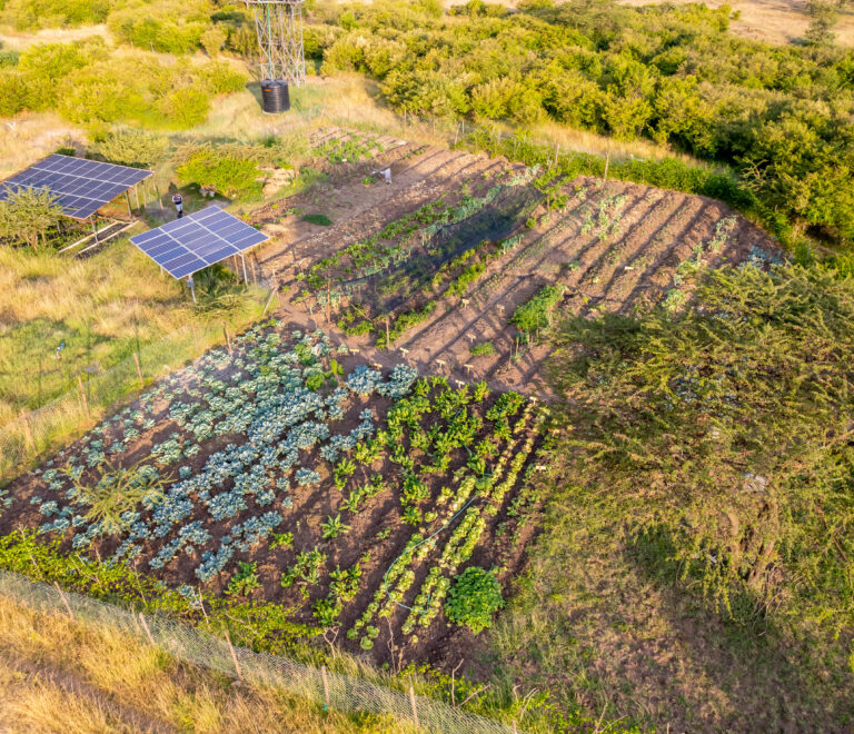 Unveiling the Benefits of Organic Produce at Mtito Safari Camp