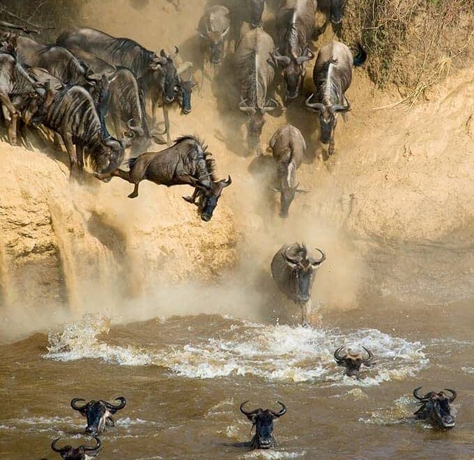 The Great Wildebeest Migration at Mtito Safari Camp
