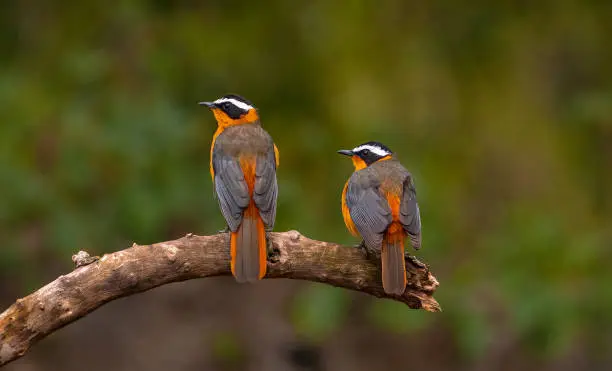 Birds in Masai Mara