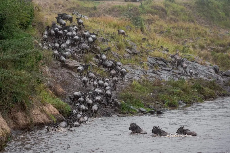 Mara River crossing