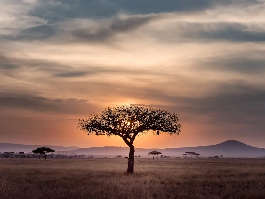 Mtito Safari Camp and elephant