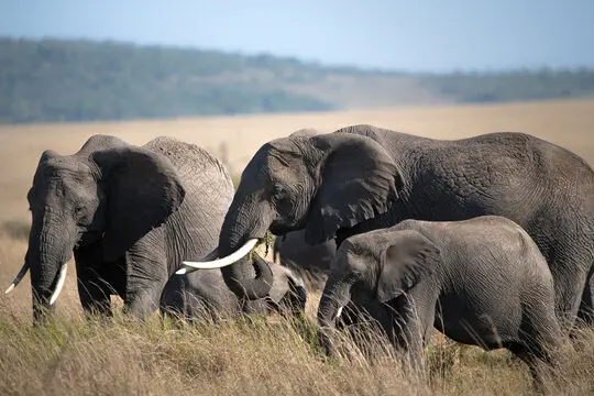 Elephants in Masai Mara