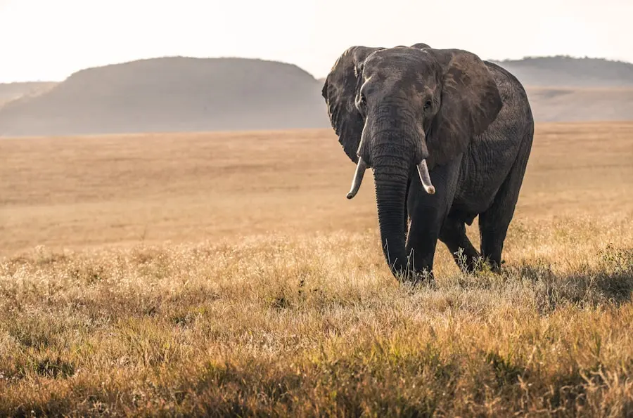 African elephant