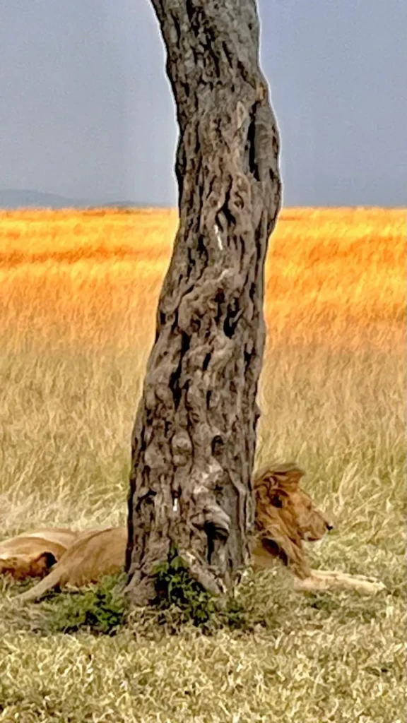 lion
