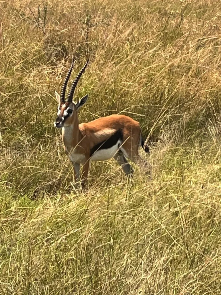 Gazelle