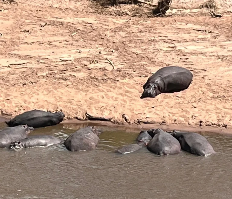 Rift Valley and the Maasai Mara: A Sustainable Future for a Mesmerising Land