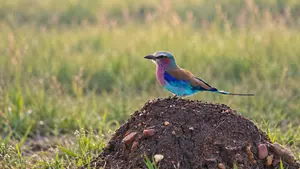 Aves de Masai Mara posada sobre un montículo en la sabana