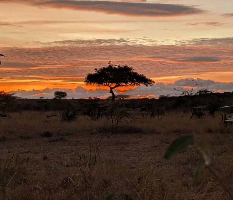 Guardians of the Savannah: Why the Balanite Is the Soul of Mtito